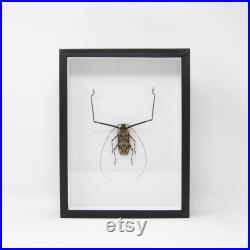 Arlequin coléoptère (Acrocinus longimanus) Collection d insectes épinglés avec des données scientifiques de cadre de boîte d entomologie de musée 12x9x2 pouces