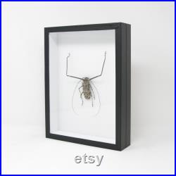 Arlequin coléoptère (Acrocinus longimanus) Collection d insectes épinglés avec des données scientifiques de cadre de boîte d entomologie de musée 12x9x2 pouces