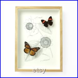 Arrangement de Amazon 0018 vrai papillon entomologie taxidermie sur impression de Original Illustration encadrée en chêne bois affichage