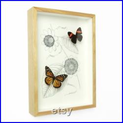 Arrangement de Amazon 0018 vrai papillon entomologie taxidermie sur impression de Original Illustration encadrée en chêne bois affichage