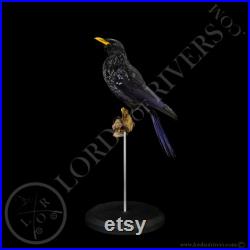 Arrenga siffleur- Blue Whistling Thrush- Taxidermy Taxidermie