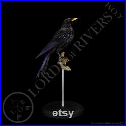 Arrenga siffleur- Blue Whistling Thrush- Taxidermy Taxidermie