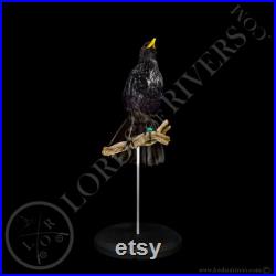 Arrenga siffleur- Blue Whistling Thrush- Taxidermy Taxidermie