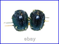 Authentique Bijoux Scarabée Taxidermie Insecte Broche Ancienne Jewel Pl Or