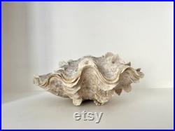 Authentique bénitier bivalve géant vintage, coquillage tridacna gigas années 70