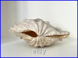 Authentique bénitier bivalve géant vintage, coquillage tridacna gigas années 70