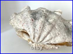 Authentique bénitier bivalve géant vintage, coquillage tridacna gigas années 70