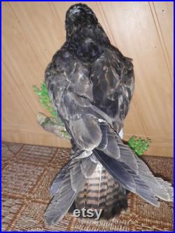 Autour des palombes de taxidermie Hawk Oiseau de proie Real Stuffed monté