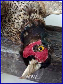 Awesome antique Pheasant Taxidermy, taxidermie réelle, oiseau taxidermie, faisan sur planche de bois, mur monté, natures encore . CHARMANT