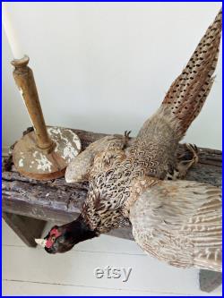 Awesome antique Pheasant Taxidermy, taxidermie réelle, oiseau taxidermie, faisan sur planche de bois, mur monté, natures encore . CHARMANT