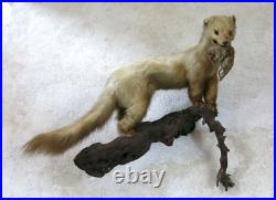 BELETTE, HERMINE & RONGEUR, taxidermie, cabinet de curiosité, hermine, TAXIDERMY