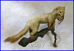 BELETTE, HERMINE & RONGEUR, taxidermie, cabinet de curiosité, hermine, TAXIDERMY