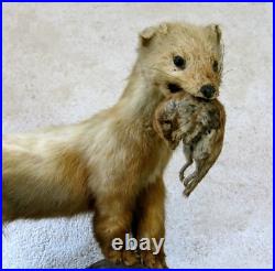 BELETTE, HERMINE & RONGEUR, taxidermie, cabinet de curiosité, hermine, TAXIDERMY