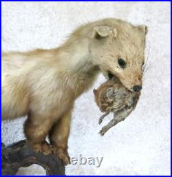 BELETTE, HERMINE & RONGEUR, taxidermie, cabinet de curiosité, hermine, TAXIDERMY