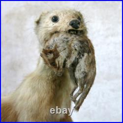 BELETTE, HERMINE & RONGEUR, taxidermie, cabinet de curiosité, hermine, TAXIDERMY