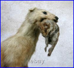 BELETTE, HERMINE & RONGEUR, taxidermie, cabinet de curiosité, hermine, TAXIDERMY