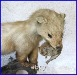BELETTE, HERMINE & RONGEUR, taxidermie, cabinet de curiosité, hermine, TAXIDERMY