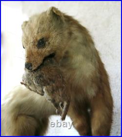 BELETTE, HERMINE & RONGEUR, taxidermie, cabinet de curiosité, hermine, TAXIDERMY