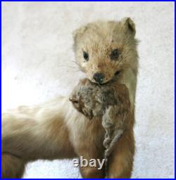 BELETTE, HERMINE & RONGEUR, taxidermie, cabinet de curiosité, hermine, TAXIDERMY