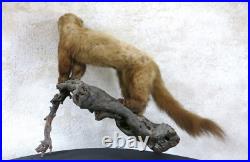 BELETTE, HERMINE & RONGEUR, taxidermie, cabinet de curiosité, hermine, TAXIDERMY