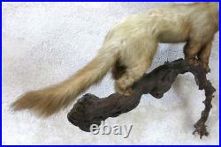 BELETTE, HERMINE & RONGEUR, taxidermie, cabinet de curiosité, hermine, TAXIDERMY