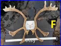 BIG caribou antlers gros panache de caribou