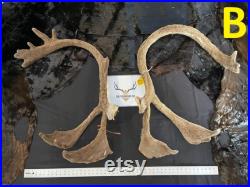 BIG caribou antlers gros panache de caribou