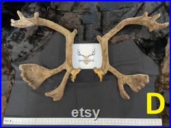 BIG caribou antlers gros panache de caribou