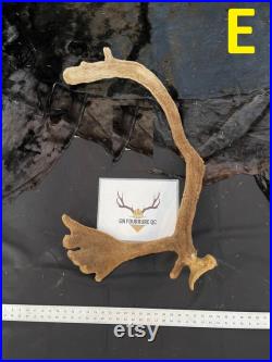 BIG caribou antlers gros panache de caribou