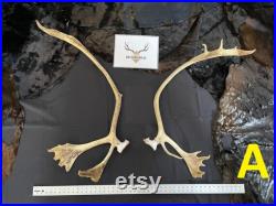 BIG caribou antlers gros panache de caribou