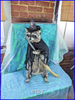 BR11 Taxidermie anthropomorphe X-Lg Raccoon Witch Cauldron Display Halloween oddity Curiosity Collectible Specimen Oddities collectionnables