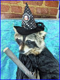 BR11 Taxidermie anthropomorphe X-Lg Raccoon Witch Cauldron Display Halloween oddity Curiosity Collectible Specimen Oddities collectionnables