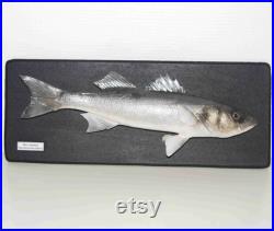 Bar commun (Dicentrarchus labrax) naturalisé 44 cm sur socle mural