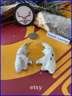 Beaver Jawbones