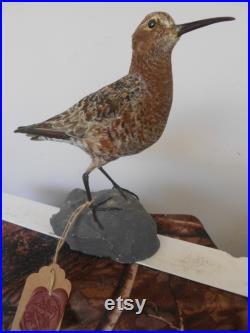 Bécasseau cocorli Calidris ferruginea 1930