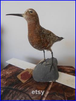 Bécasseau cocorli Calidris ferruginea 1930