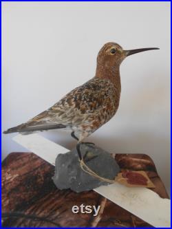 Bécasseau cocorli Calidris ferruginea 1930