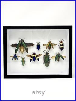 Beetle Mix Frame différents coléoptères bijoux entomologie éthique Royaume-Uni