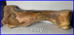 Bel os des anciens aurochs. Plus de 50000 ans. De l humérus droit. Longueur 40 cm. Trouvé dans la mer du Nord.