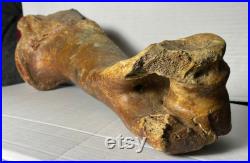 Bel os des anciens aurochs. Plus de 50000 ans. De l humérus droit. Longueur 40 cm. Trouvé dans la mer du Nord.