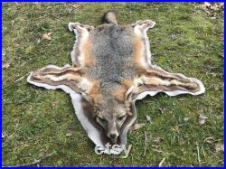Belle Tanned XLg. GREY FOX RUG Fur Skin Hide Hunting Lodge Cabin Taxidermy head feet ( Urocyon cinereoargenteus )