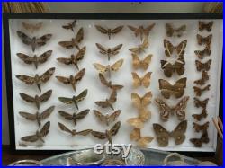 Belle collection de papillons papillons de nuit encadrées vintage