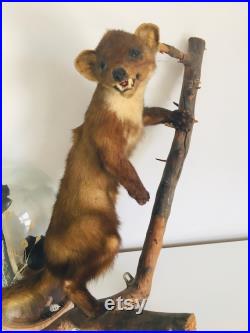 Belle martre des pins naturalisée- Taxidermie Fran aise vintage