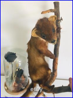 Belle martre des pins naturalisée- Taxidermie Fran aise vintage