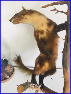 Belle martre des pins naturalisée- Taxidermie Fran aise vintage