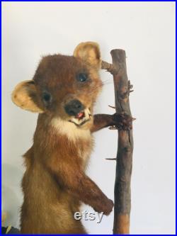 Belle martre des pins naturalisée- Taxidermie Fran aise vintage