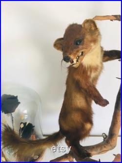 Belle martre des pins naturalisée- Taxidermie Fran aise vintage