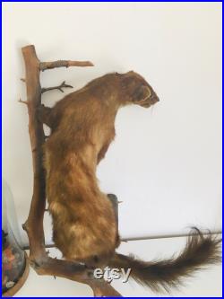Belle martre des pins naturalisée- Taxidermie Fran aise vintage