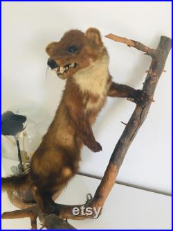 Belle martre des pins naturalisée- Taxidermie Fran aise vintage
