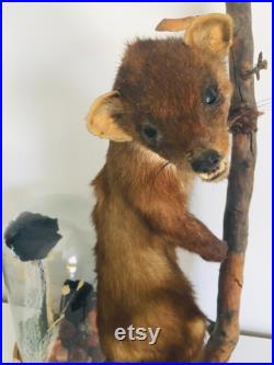 Belle martre des pins naturalisée- Taxidermie Fran aise vintage